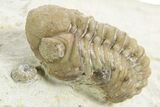 Enrolled Kainops Trilobite - Black Cat Mountain, Oklahoma #376947-1